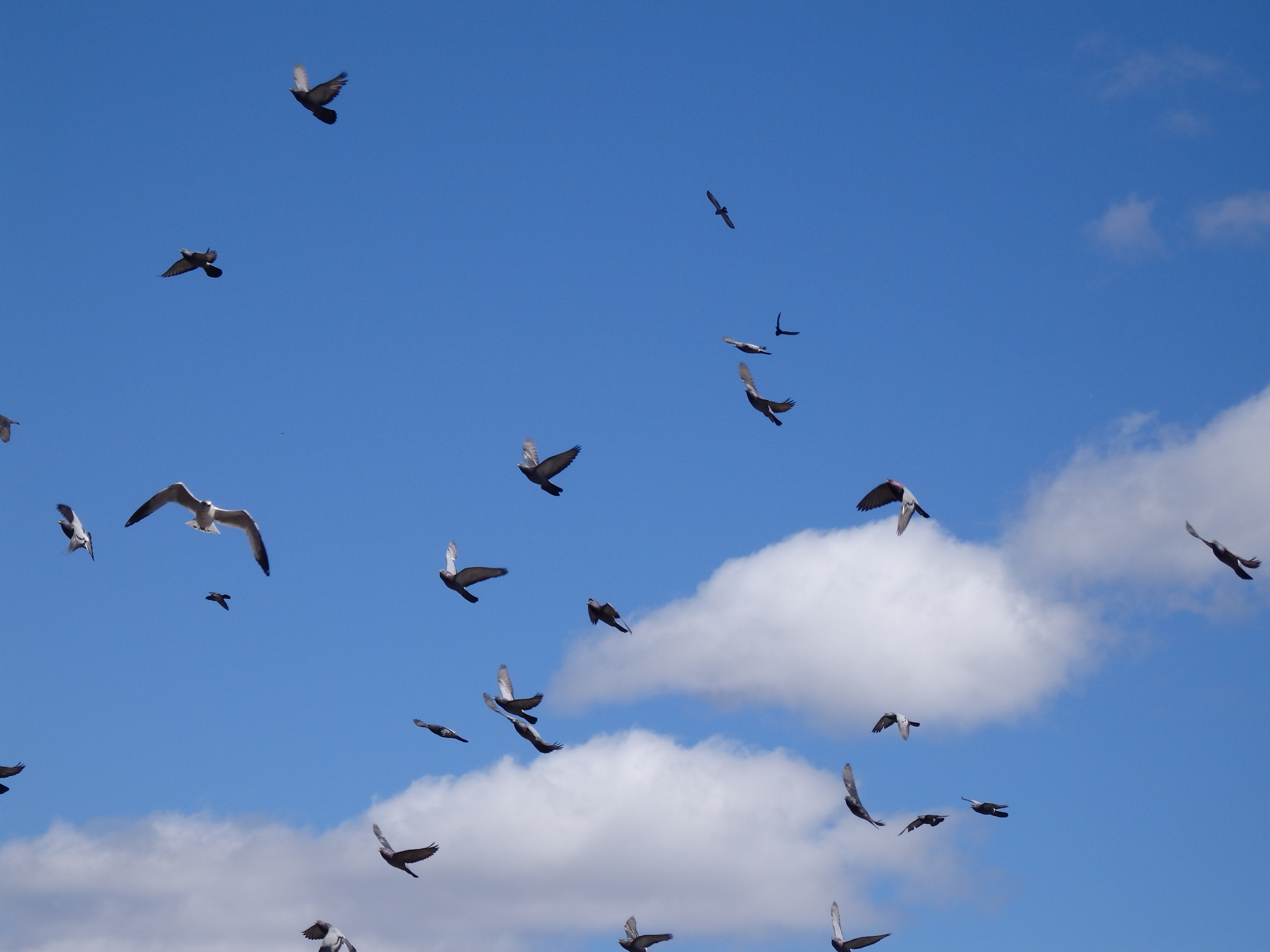 OLYMPUS DIGITAL CAMERA